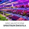 Żarówka do roślin LED PLANTY 24W E27 1200K Kobi design